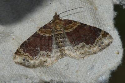 <i>Xanthorhoe ferrugata/spadicearia</i>