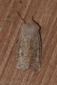 <i>Orthosia gracilis</i>
