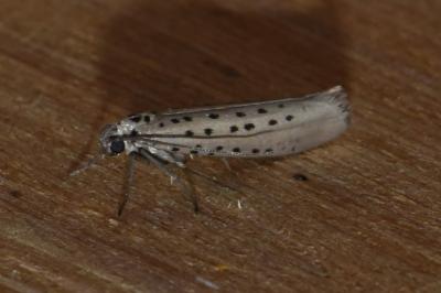 <i>Yponomeuta sedella</i>