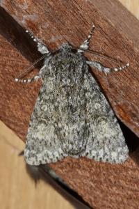<i>Acronicta megacephala</i>