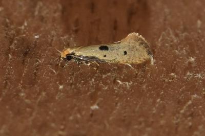 <i>Tinea trinotella</i>