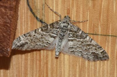 <i>Lobophora halterata</i>