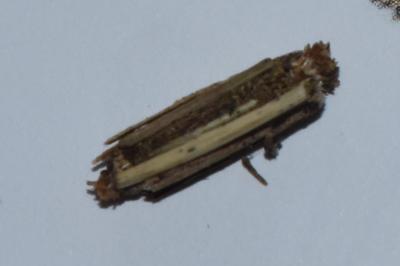 <i>Psyche casta</i>