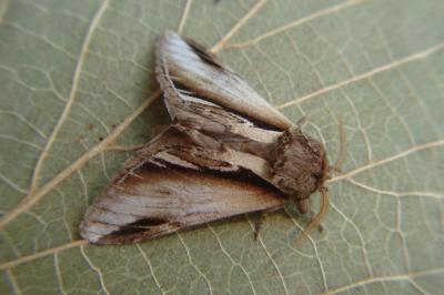 <i>Pheosia gnoma</i>