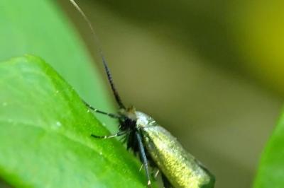 <i>Adela reaumurella</i>