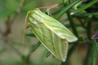 <i>Pseudoips prasinanus</i>