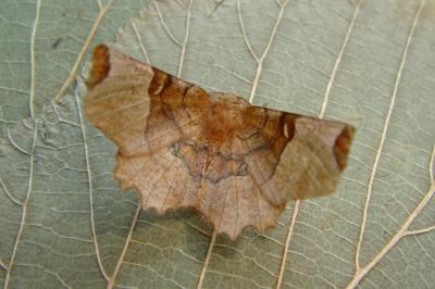 <i>Selenia lunularia</i>
