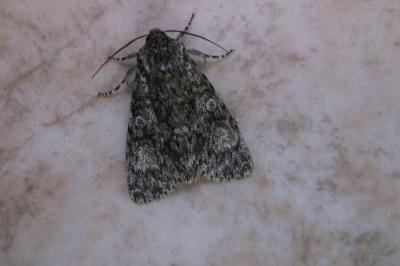 <i>Acronicta megacephala</i>