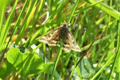 <i>Pyrausta despicata</i>