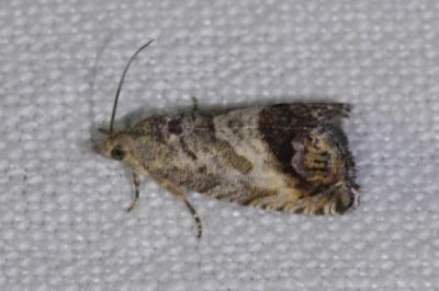 <i>Cydia splendana</i>