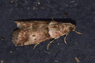 <i>Acrobasis consociella</i>