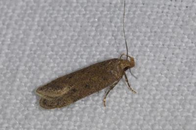 <i>Bryotropha desertella/politella/terrella</i>