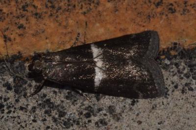 <i>Elegia similella</i>