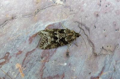 <i>Cnephasia</i>