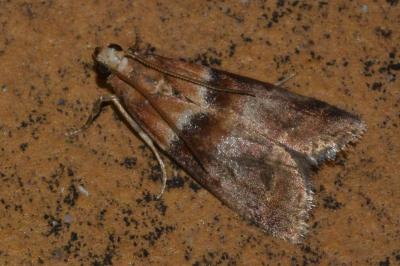 <i>Acrobasis repandana</i>
