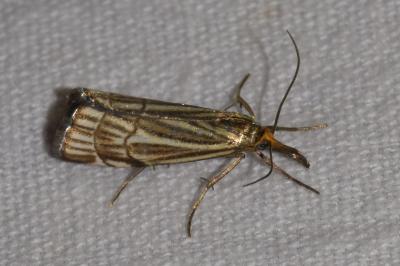 <i>Chrysocramboides craterellus</i>