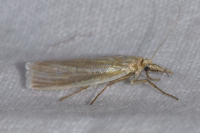 <i>Crambus perlellus</i>