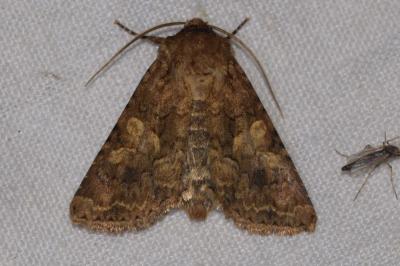 <i>Conisania luteago</i>