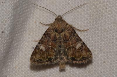 <i>Mesoligia furuncula</i>