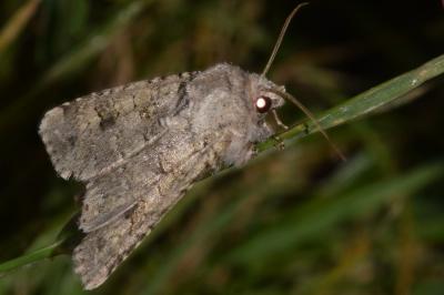 <i>Anarta stigmosa</i>