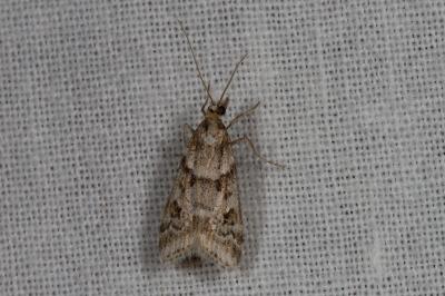 <i>Eudonia angustea</i>