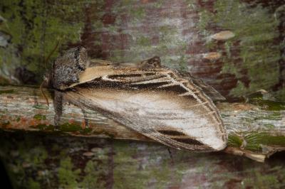 <i>Pheosia tremula</i>