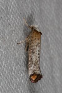 <i>Pseudoswammerdamia combinella</i>