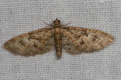 <i>Eupithecia dodoneata</i>