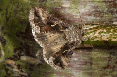 <i>Autographa gamma</i>