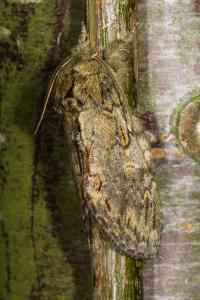 <i>Peridea anceps</i>