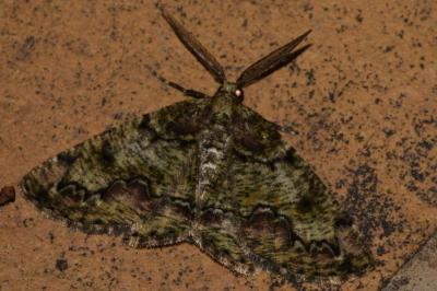 Cleorodes lichenaria