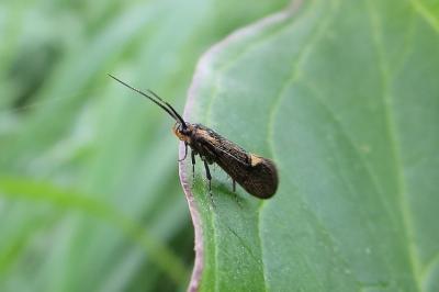 <i>Esperia sulphurella</i>