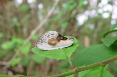 <i>Cilix glaucata</i>
