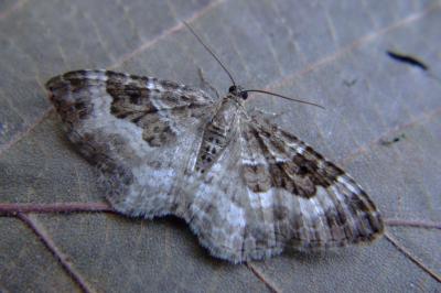 <i>Epirrhoe alternata</i>