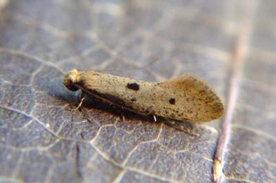 <i>Tinea trinotella</i>