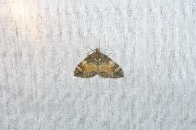 <i>Dysstroma truncata</i>