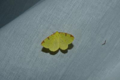 <i>Opisthograptis luteolata</i>