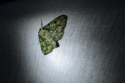 <i>Cleorodes lichenaria</i>
