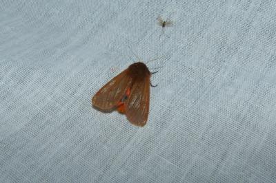 <i>Phragmatobia fuliginosa</i>
