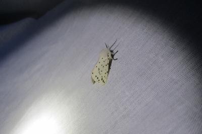 <i>Spilosoma lubricipeda</i>