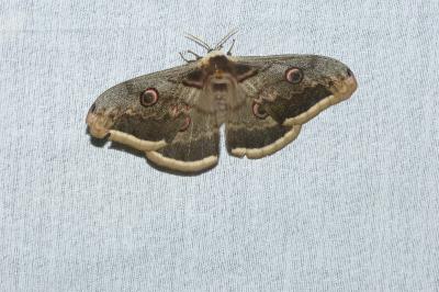 <i>Saturnia pyri</i>