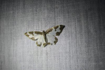 <i>Lomaspilis marginata</i>
