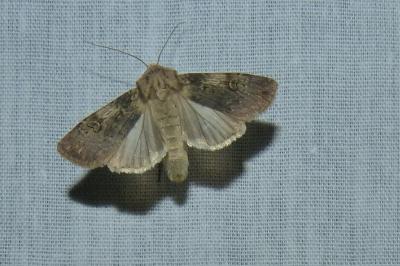 <i>Agrotis puta</i>