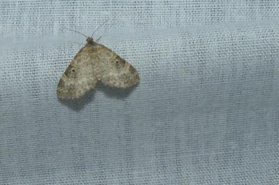 <i>Pterapherapteryx sexalata</i>