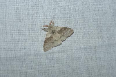 <i>Calliteara pudibunda</i>