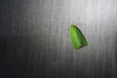 <i>Tortrix viridana</i>