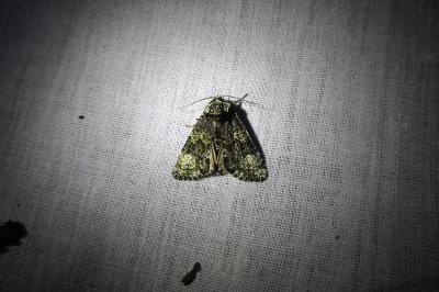 <i>Craniophora ligustri</i>