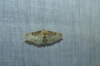 <i>Idaea filicata</i>