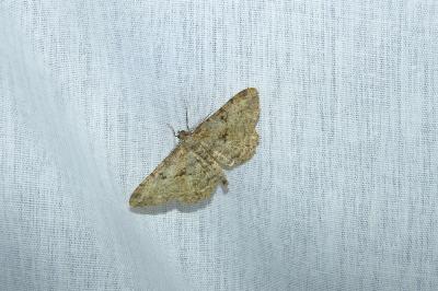 <i>Peribatodes rhomboidaria</i>