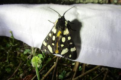 <i>Arctia villica</i>